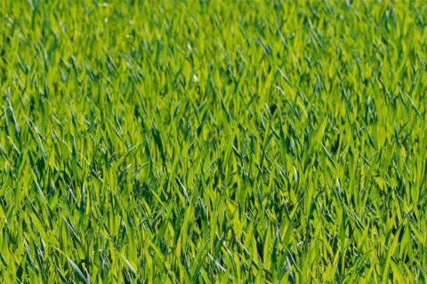 Letchworth  Artificial Grass Installation