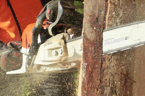 Local Tree Surgeons Hertfordshire